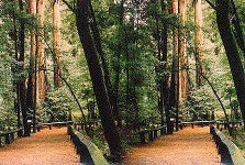 redwoods